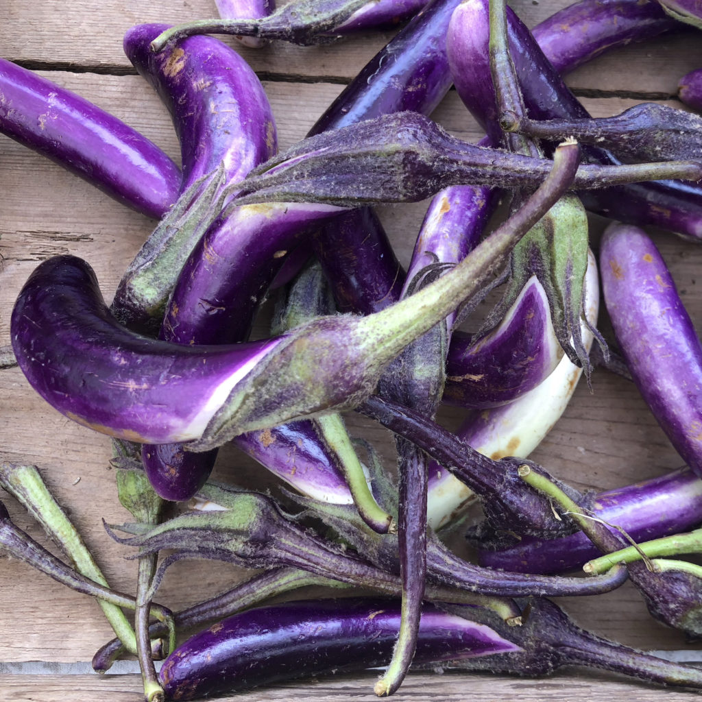 Eggplant